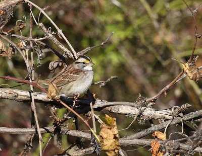 White-throated Sparrow IMG_0423.jpg