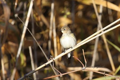 Yellow-rumped Warbler IMG_0240.jpg