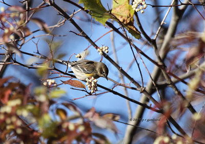 Yellow-rumped Warbler IMG_0412.jpg