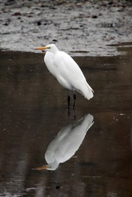 Great Egret IMG_0162.jpg
