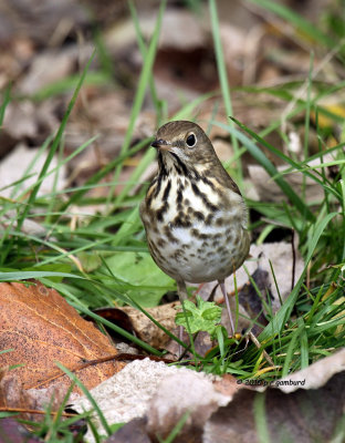 Hermit Thrush IMG_0059.jpg