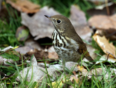 Hermit Thrush IMG_0091.jpg