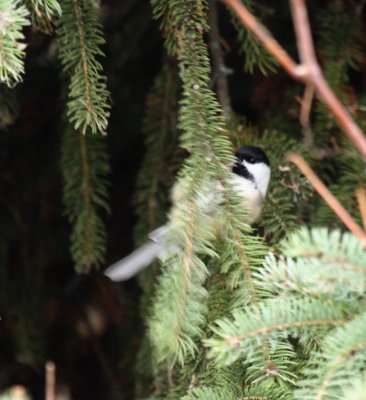Black-capped Chickadee IMG_0566.jpg