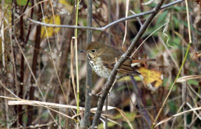 Hermit Thrush IMG_0410.jpg