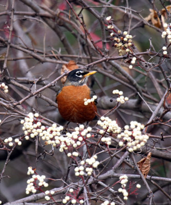 Robin IMG_0243.jpg