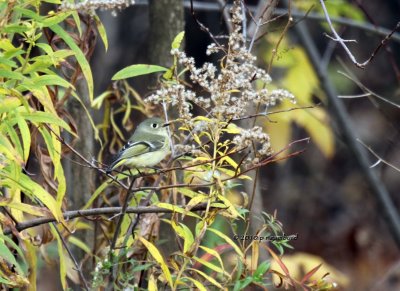 Ruby-crowned Kinglet IMG_0438.jpg