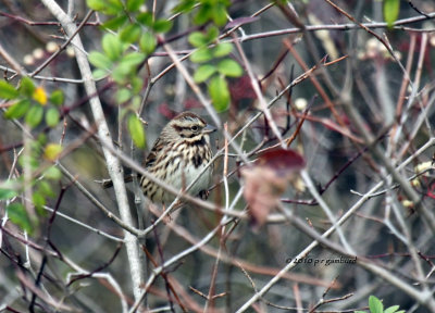 Song Sparrow IMG_0369.jpg