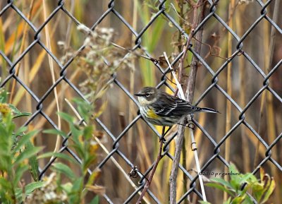 Yellow-rumped Warbler IMG_0199.jpg