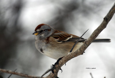 American Tree Sparrow IMG_2096.jpg