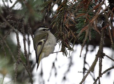 Golden-crowned Kinglet IMG_1990.jpg