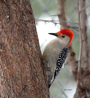 Red-bellied Woodpecker IMG_2161.jpg