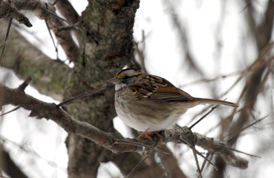 White-throated Sparrow IMG_2171.jpg