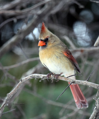 Northern Cardinal female IMG_2194.jpg