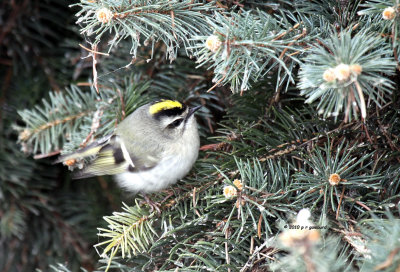 Golden-crowned Kinglet IMG_0203.jpg