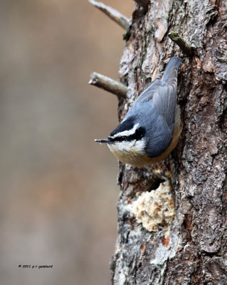 Red-breasted Nuthatch IMG_0937a.jpg