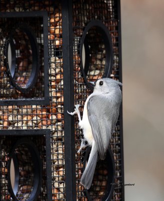 Tufted Titmouse IMG_0701.jpg