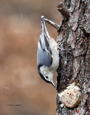 White-breasted Nuthatch IMG_0580.jpg