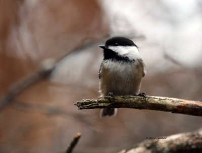 Black-capped Chickadee IMG_0281.jpg