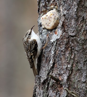 Brown Creeper IMG_0795.jpg