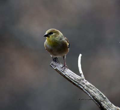 Goldfinch IMG_0854.jpg