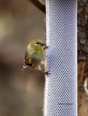 Gold Finch IMG_0859.jpg