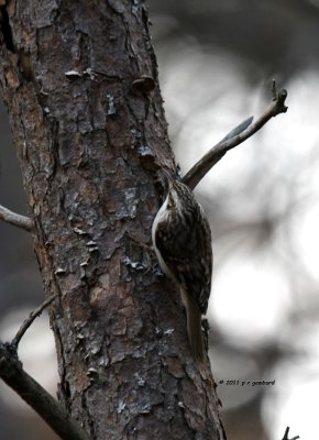 Brown Creeper IMG_0886.jpg