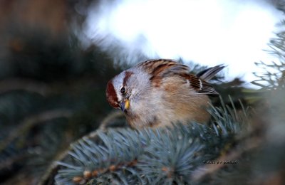 American Tree Sparrow IMG_0244.jpg