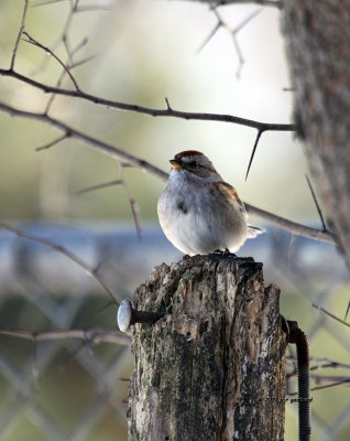 American Tree Sparrow IMG_0357.jpg