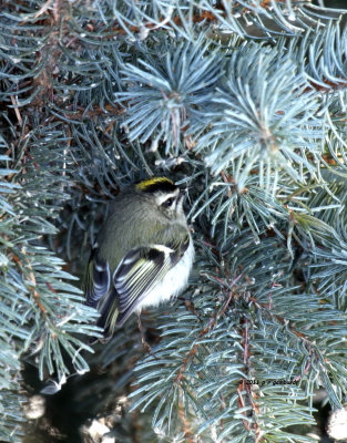 Golden-crown Kinglet IMG_0296.jpg