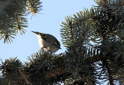 Golden-crowned Kinglet IMG_0209.jpg