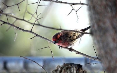 House Finch male IMG_0416.jpg