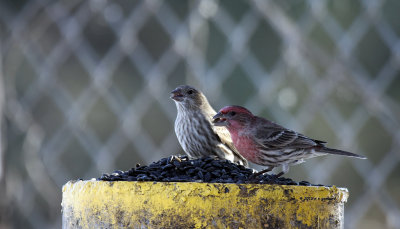 House Finches IMG_0441.jpg