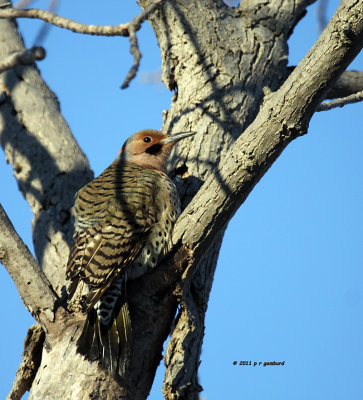 Northern Flicker IMG_0168.jpg