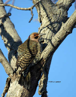 Northern Flicker IMG_0172.jpg