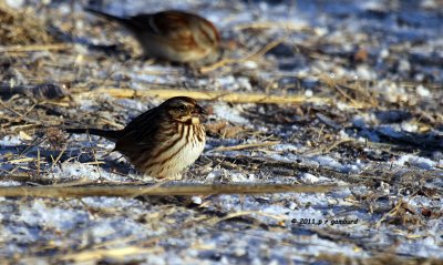 Song Sparrow IMG_0082.jpg