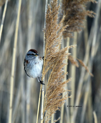 American Tree Sparrow IMG_0958.jpg