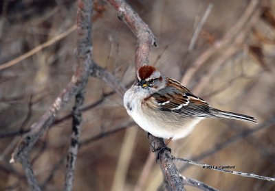 American Tree Sparrow IMG_0994.jpg