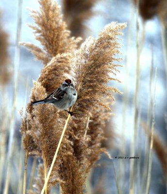 American Tree Sparrow IMG_1014.jpg