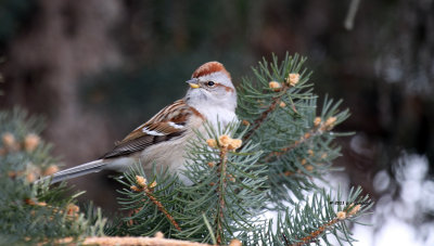 American Tree Sparrow IMG_1065.jpg