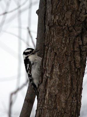 Downy Woodpecker IMG_0939.jpg