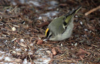 Golden-crowned Kinglet IMG_1054.jpg