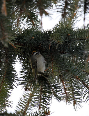 Golden-crowned Kinglet IMG_1078.jpg