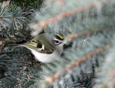 Golden-crowned Kinglet IMG_1102.jpg