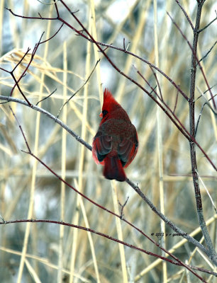 Northern Cardinal IMG_0918.jpg