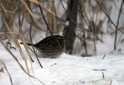 Song Sparrow IMG_0943.jpg