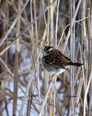 White-throated Sparrow IMG_0927.jpg
