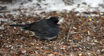 Dark-eyed Junco IMG_2253.jpg