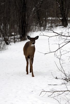 Deer IMG_2588.jpg
