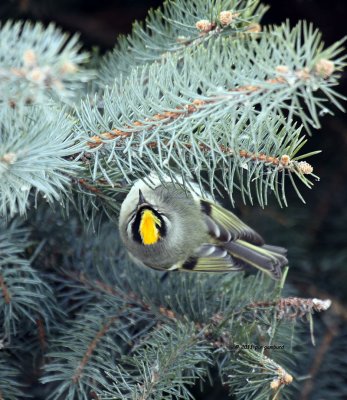 Golden-crowned Kinglet IMG_2370.jpg