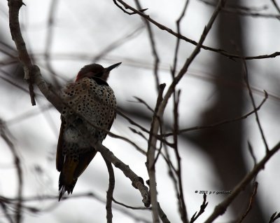 Northern Flicker IMG_2528.jpg
